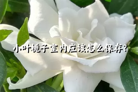 小叶栀子室内应该怎么保存？