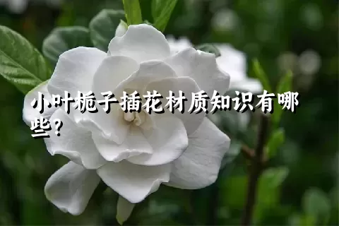 小叶栀子插花材质知识有哪些？