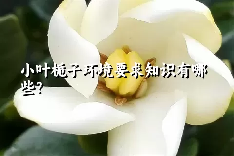 小叶栀子环境要求知识有哪些？