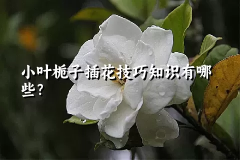 小叶栀子插花技巧知识有哪些？