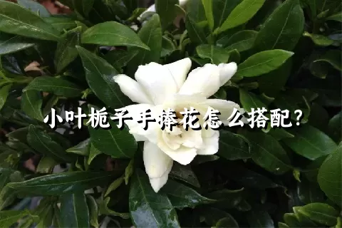 小叶栀子手捧花怎么搭配？