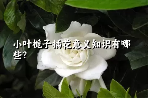 小叶栀子插花意义知识有哪些？