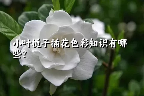 小叶栀子插花色彩知识有哪些？