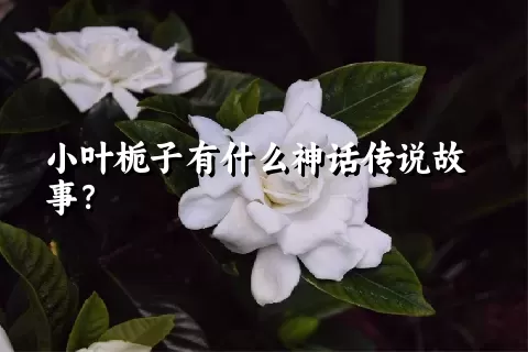 小叶栀子有什么神话传说故事？