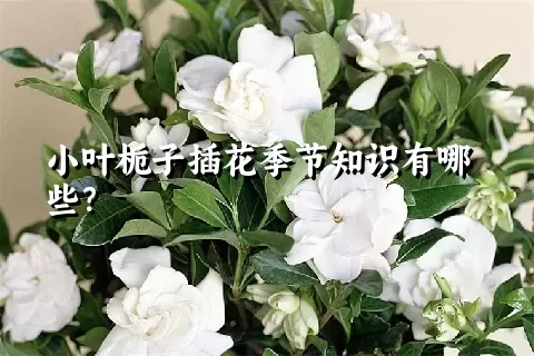 小叶栀子插花季节知识有哪些？