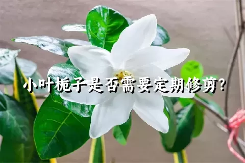 小叶栀子是否需要定期修剪？