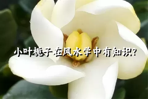 小叶栀子在风水学中有知识？