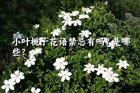 小叶栀子花语禁忌有吗？是哪些？