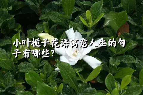 小叶栀子花语寓意人生的句子有哪些？