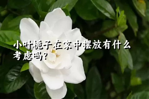 小叶栀子在家中摆放有什么考虑吗？