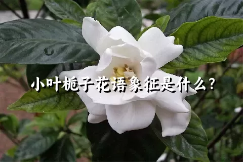 小叶栀子花语象征是什么？