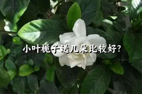 小叶栀子送几朵比较好？