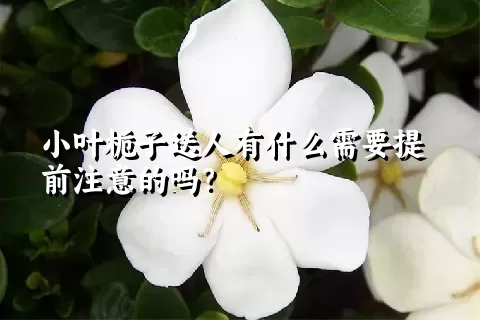 小叶栀子送人有什么需要提前注意的吗？