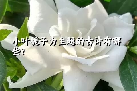 小叶栀子为主题的古诗有哪些？