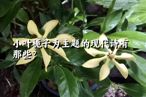 小叶栀子为主题的现代诗有那些？