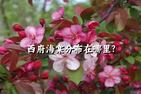 西府海棠分布在哪里?