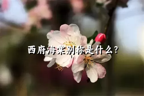 西府海棠别称是什么？