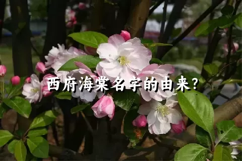 西府海棠名字的由来？