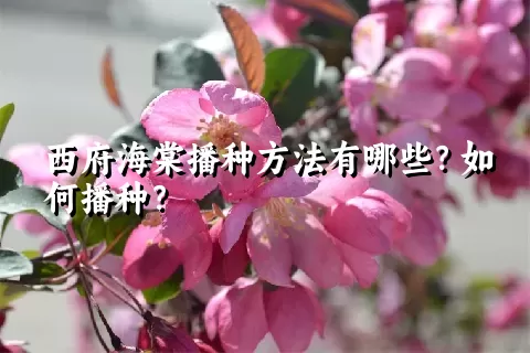 西府海棠播种方法有哪些？如何播种？