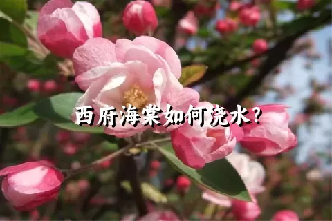 西府海棠如何浇水？