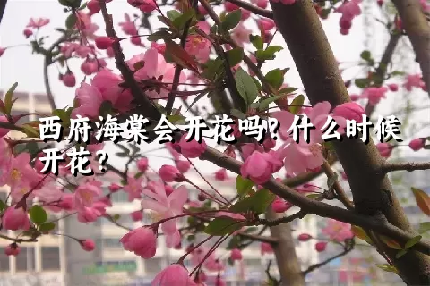 西府海棠会开花吗？什么时候开花？