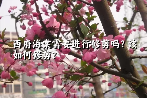 西府海棠需要进行修剪吗？该如何修剪？