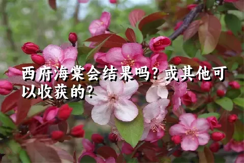 西府海棠会结果吗？或其他可以收获的？