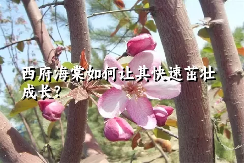 西府海棠如何让其快速茁壮成长？