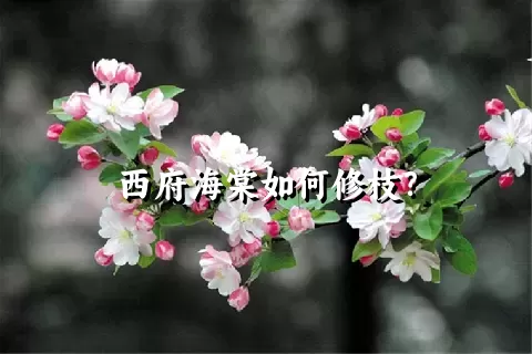 西府海棠如何修枝？