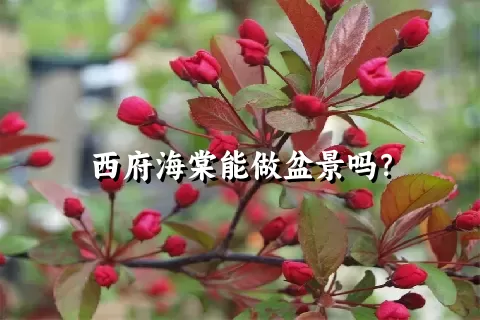 西府海棠能做盆景吗？