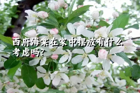 西府海棠在家中摆放有什么考虑吗？