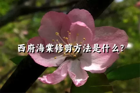 西府海棠修剪方法是什么？