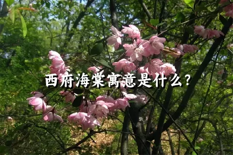 西府海棠寓意是什么？