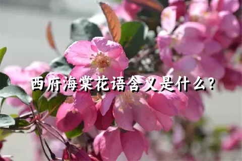 西府海棠花语含义是什么？