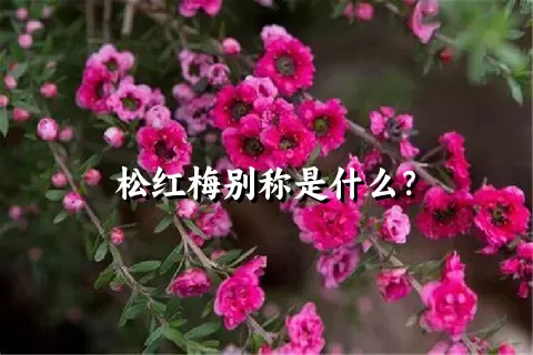 松红梅别称是什么？