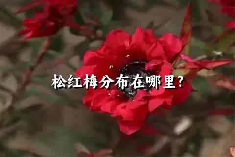 松红梅分布在哪里?