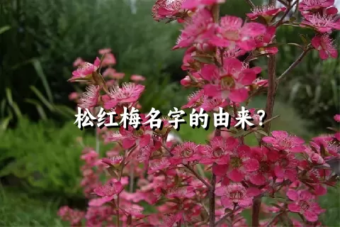 松红梅名字的由来？