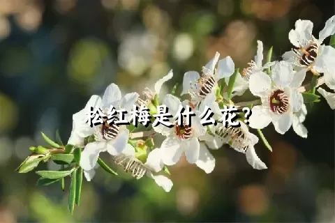 松红梅是什么花？