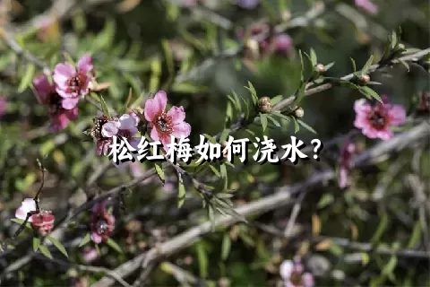 松红梅如何浇水？