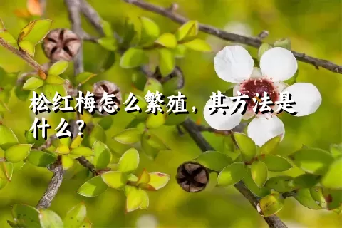 松红梅怎么繁殖，其方法是什么？