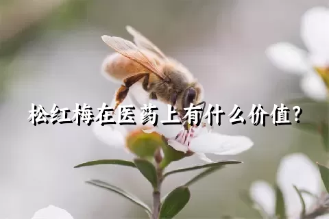 松红梅在医药上有什么价值？