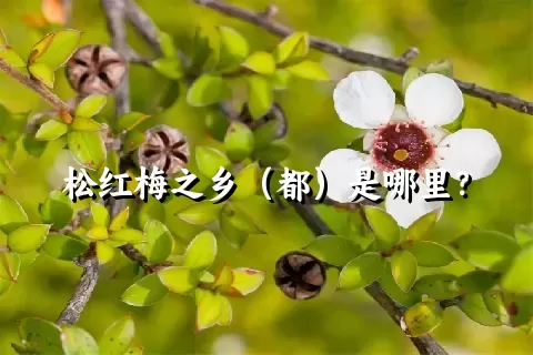 松红梅之乡（都）是哪里？