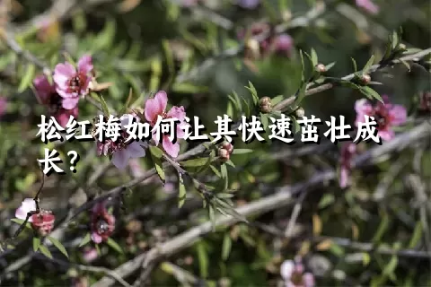 松红梅如何让其快速茁壮成长？