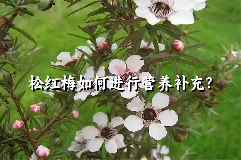 松红梅如何进行营养补充？