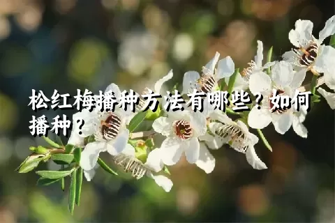 松红梅播种方法有哪些？如何播种？