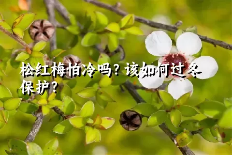 松红梅怕冷吗？该如何过冬保护？