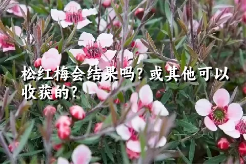 松红梅会结果吗？或其他可以收获的？