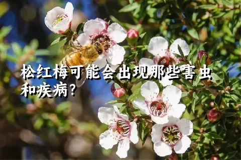 松红梅可能会出现那些害虫和疾病？