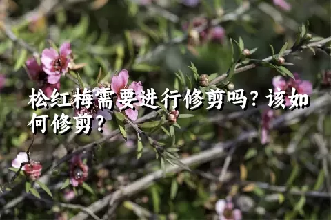 松红梅需要进行修剪吗？该如何修剪？