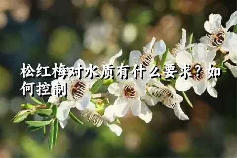 松红梅对水质有什么要求？如何控制